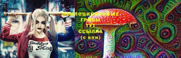 крисы Магас